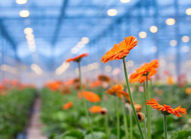 Kemeling Kunststoffen Land en tuinbouw kassen bloemen